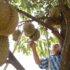 durian-in-cambodia-kampot